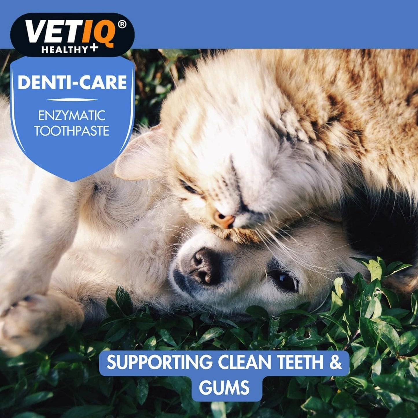 VETIQ | Denti-Care | Enzymatic Toothpaste for Dogs & Cats | Plque Remover | 70g